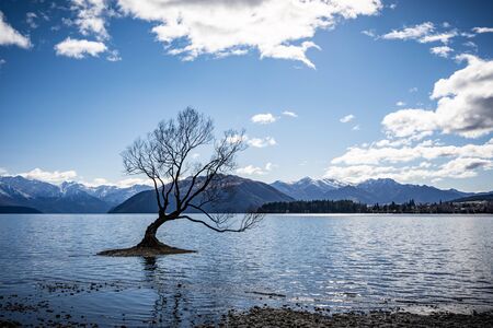 The lonely tree Wanaka, South Island, New Zealandの写真素材