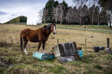 Elegant Brown horse at a farmの写真素材