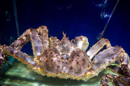 Alaska Spider Crab inside an aquarium. Selective focusing