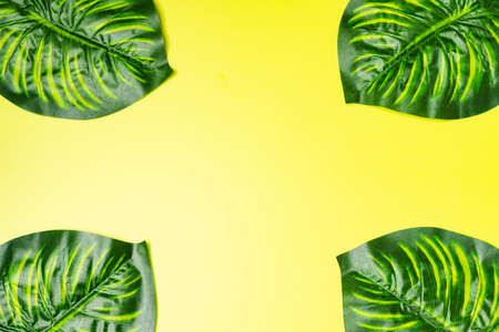 Flat lay composition of Giant monstera leaves, copy space for textの写真素材