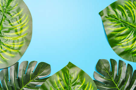 Flat lay composition of Giant monstera leaves, copy space for textの写真素材