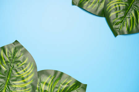 Flat lay composition of Giant monstera leaves, copy space for text