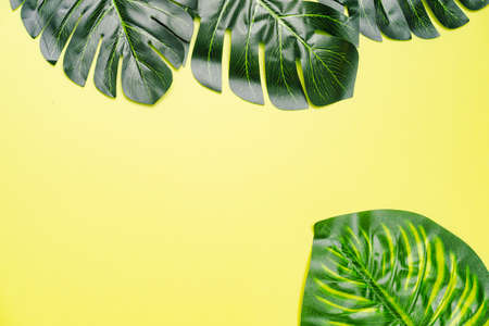 Flat lay composition of Giant monstera leaves, copy space for textの写真素材