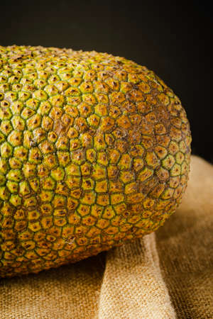 Artocarpus integer, commonly known as chempedak or cempedak is a species of tree in the family Moraceae, and in the same genus as breadfruit and jackfruit. It is native to southeast Asiaの写真素材