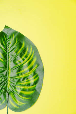 Flat lay composition of Giant monstera leaves, copy space for text