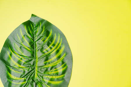Flat lay composition of Giant monstera leaves, copy space for text