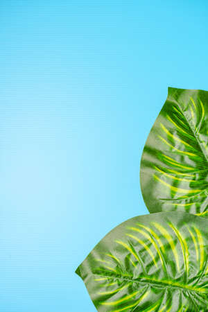 Flat lay composition of Giant monstera leaves, copy space for textの写真素材