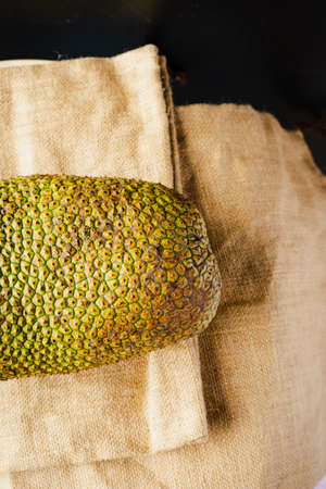 Artocarpus integer, commonly known as chempedak or cempedak is a species of tree in the family Moraceae, and in the same genus as breadfruit and jackfruit. It is native to southeast Asiaの写真素材