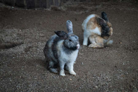 Cute Rabbits inside cage at a petting zooの写真素材