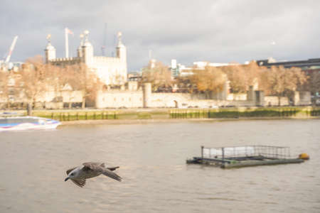 closed up shot of seagull at Tower Bridge London, on a cloudy day.のeditorial素材