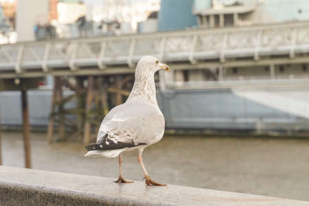 closed up shot of seagull at Tower Bridge London, on a cloudy day.の写真素材