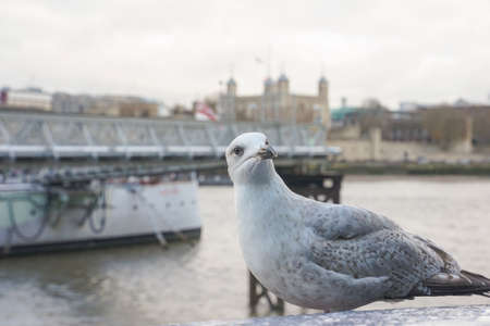 closed up shot of seagull at Tower Bridge London, on a cloudy day.の写真素材