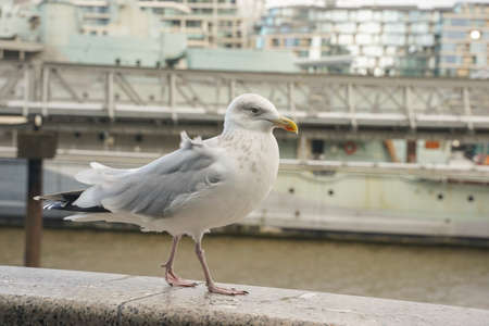 closed up shot of seagull at Tower Bridge London, on a cloudy day.の写真素材