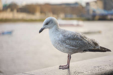 closed up shot of seagull at Tower Bridge London, on a cloudy day.の写真素材