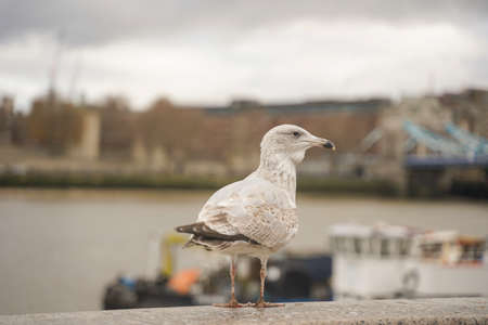 closed up shot of seagull at Tower Bridge London, on a cloudy day.の写真素材