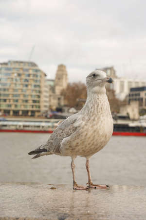 closed up shot of seagull at Tower Bridge London, on a cloudy day.の写真素材