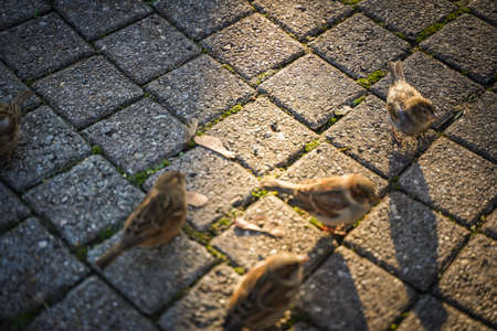 A cute bird on table in outdoor parkの写真素材