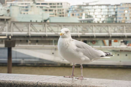 closed up shot of seagull at Tower Bridge London, on a cloudy day.の写真素材