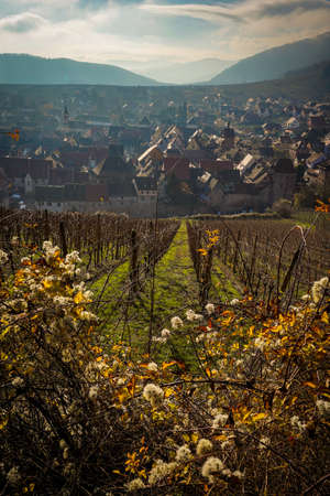 The beautiful view of Riquewihr Village, France from on top of Vineyard Hillの写真素材