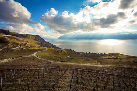 Lavaux is a region in the canton of Vaud in Switzerland, in the district of Lavaux-Oron. Lavaux consist of 830 hectares of terraced vineyards that stretch for about 30 km along the lake genevaの写真素材