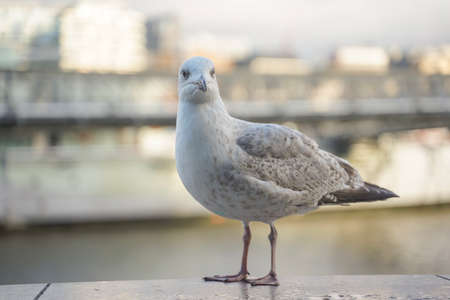 closed up shot of seagull at Tower Bridge London, on a cloudy day.の写真素材