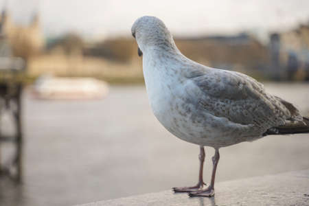 closed up shot of seagull at Tower Bridge London, on a cloudy day.の写真素材