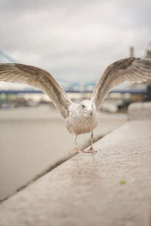 closed up shot of seagull at Tower Bridge London, on a cloudy day.の写真素材