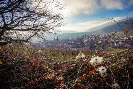 The beautiful view of Riquewihr Village, France from on top of Vineyard Hillの写真素材