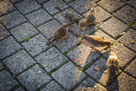 A cute bird on table in outdoor parkの写真素材