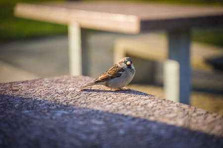 A cute bird on table in outdoor parkの写真素材