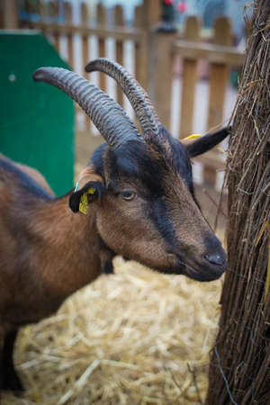 Closed up shot of brown goat at a farmの写真素材