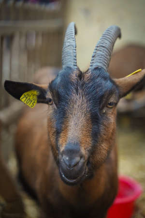 Closed up shot of brown goat at a farmの写真素材