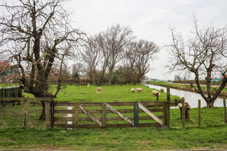 Scenic country side view at Zaan Schaans, Netherlandのeditorial素材