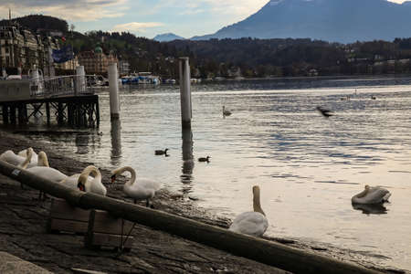 White Swans swimming at a lakeのeditorial素材
