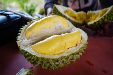 Closed up shot of The Musang King durian, also known by its original name Raja Kunyit, has deep yellow flesh, broad and blunt spikes, a gap between the stem and thorns, as well as visible seams.の写真素材