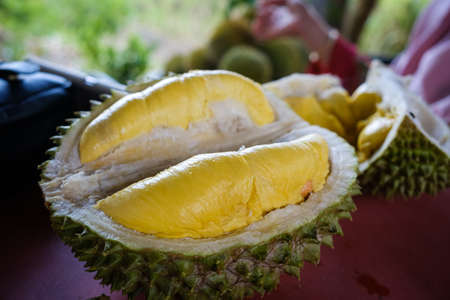Closed up shot of The Musang King durian, also known by its original name Raja Kunyit, has deep yellow flesh, broad and blunt spikes, a gap between the stem and thorns, as well as visible seams.の写真素材