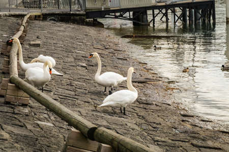 White Swans swimming at a lakeのeditorial素材