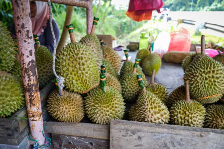 Closed up shot of The Musang King durian, also known by its original name Raja Kunyit, has deep yellow flesh, broad and blunt spikes, a gap between the stem and thorns, as well as visible seams.の写真素材