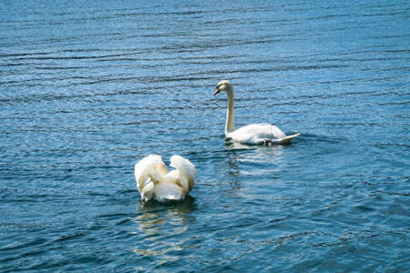 White Swans swimming at a lakeの写真素材