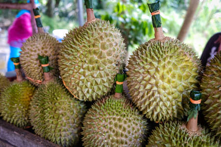 Closed up shot of The Musang King durian, also known by its original name Raja Kunyit, has deep yellow flesh, broad and blunt spikes, a gap between the stem and thorns, as well as visible seams.の写真素材