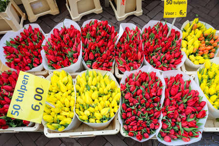 Tulips in Amsterdam during spring seasonの写真素材