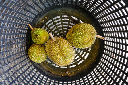 Closed up shot of The Musang King durian, also known by its original name Raja Kunyit, has deep...