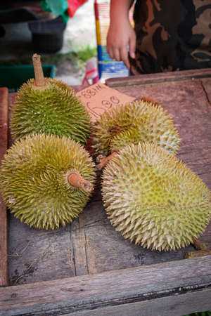 Closed up shot of The Musang King durian, also known by its original name Raja Kunyit, has deep yellow flesh, broad and blunt spikes, a gap between the stem and thorns, as well as visible seams.の写真素材