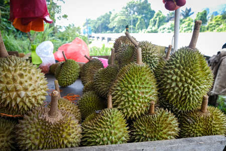 Closed up shot of The Musang King durian, also known by its original name Raja Kunyit, has deep yellow flesh, broad and blunt spikes, a gap between the stem and thorns, as well as visible seams.の写真素材