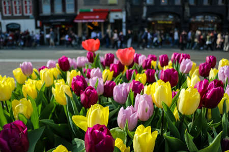 Tulips in Amsterdam during spring seasonの写真素材