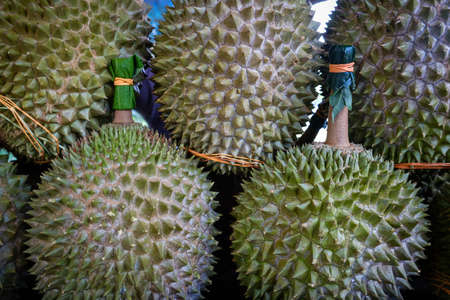 Closed up shot of The Musang King durian, also known by its original name Raja Kunyit, has deep yellow flesh, broad and blunt spikes, a gap between the stem and thorns, as well as visible seams.の写真素材