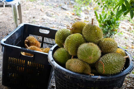 Closed up shot of The Musang King durian, also known by its original name Raja Kunyit, has deep yellow flesh, broad and blunt spikes, a gap between the stem and thorns, as well as visible seams.の写真素材