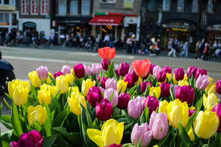 Tulips in Amsterdam during spring seasonの写真素材