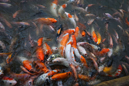a lot of Koi Fishes swimming inside a pond and gathering around waiting to be fedの写真素材