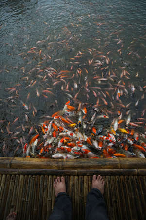 a lot of Koi Fishes swimming inside a pond and gathering around waiting to be fedの写真素材
